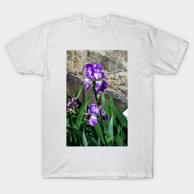 Bearded Iris in Spring T-Shirt by srosu